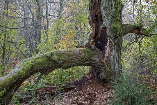 Old English oak (Quercus robur), Margarete, primeval forest Sababurg, Reinhardswald nature park Park, Hesse, Germany