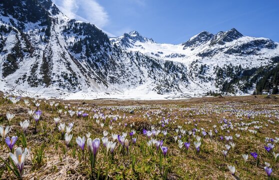 Spring in the mountains, white and purple crocus meadow, Neustift im Stubai Valley, Tyrol, Austria