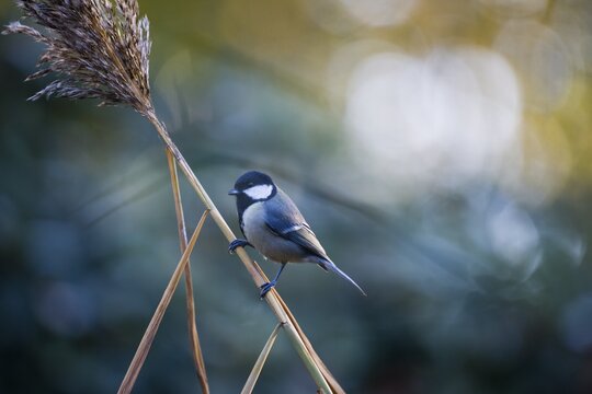 Great Tit (Parus major), Emsland, Lower Saxony, Germany
