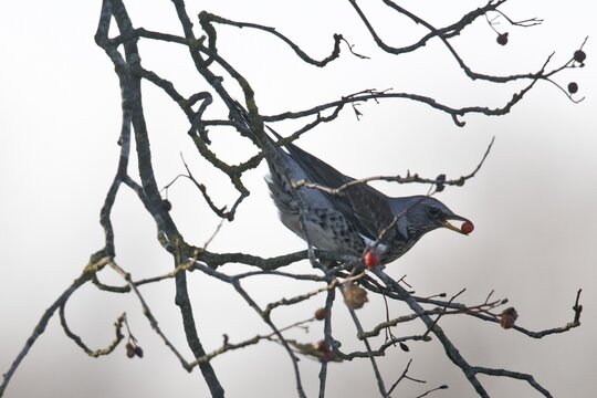Fieldfare (Turdus pilaris), Emsland, Lower Saxony, Germany