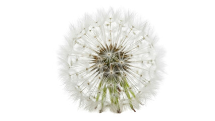 Isolated dandelion seed head, fragile airy sphere of white florets ready to drift on the breeze © Pablo