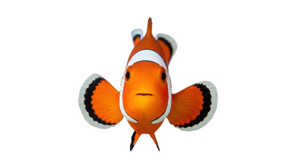Isolated clownfish stares at camera  orange body with white bands, fins rimmed with black © Pablo