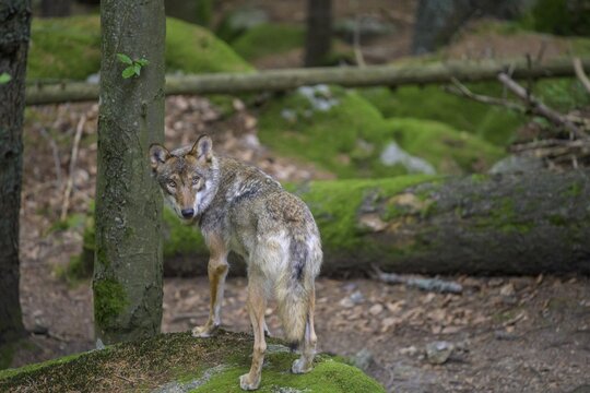Gray wolf (Canis lupus), wolf enclosure of Srn&iacute;, Plzeňsk&yacute; kraj, Czech Republic