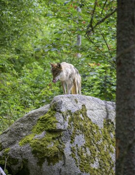 Gray wolf (Canis lupus), wolf enclosure of Srn&iacute;, Plzeňsk&yacute; kraj, Czech Republic