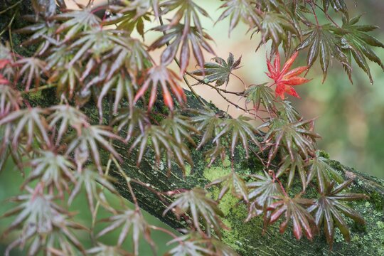 Japanese fan maple (Acer palmatum Trompenburg), Emsland, Lower Saxony, Germany