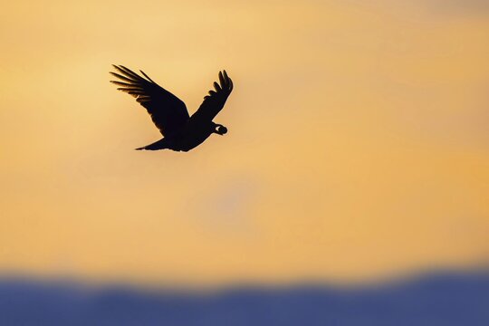 Carrion crow (Corvus corone corone) with walnut in its beak, flying, Hesse, Germany