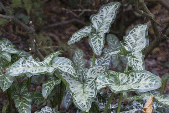Italian arum (Arum italicum Pictum), Emsland, Lower Saxony, Germany