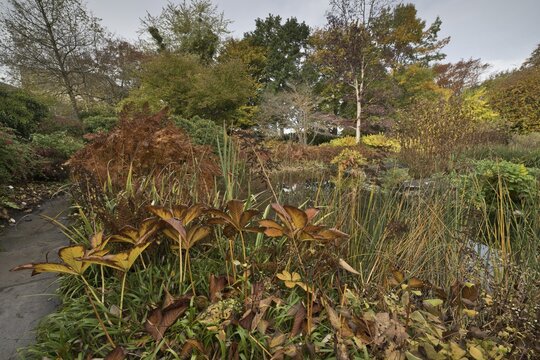 Perennial bed with leaf (Rodgersia), Berggarten Hannover, Lower Saxony, Germany