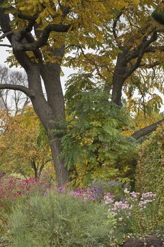 Asters (Aster) in mixed border, Berggarten Hannover, Lower Saxony, Germany