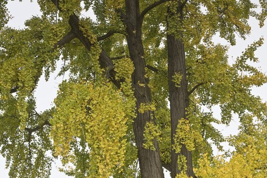 Gingko (Gingko biloba) in autumn leaves, Hanover, Lower Saxony, Germany