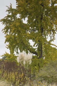 Gingko (Gingko biloba) in autumn leaves, Hanover, Lower Saxony, Germany