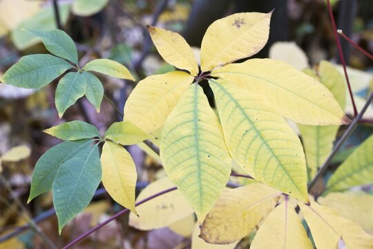 Bottlebrush buckeye (Aesculus parviflora), autumn foliage, Lower Saxony, Germany