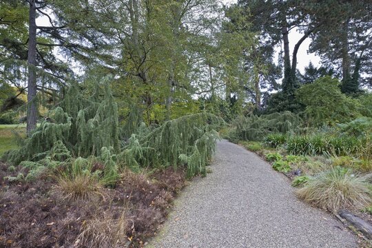 Juniper (Juniperus communis Horstmann), Berggarten Hannover, Lower Saxony, Germany