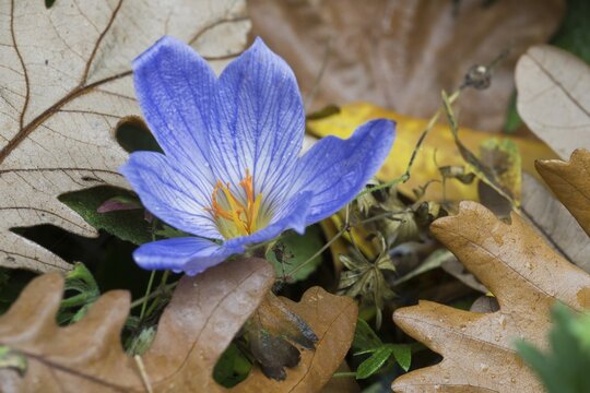 Bieberstein's crocus (Crocus speciosus), Lower Saxony, Germany