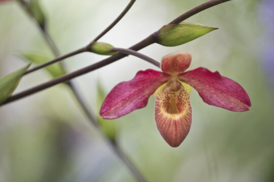 Lady's slipper orchid (Phragmipedium Memoria Dick Clements), Hanover, Lower Saxony, Germany