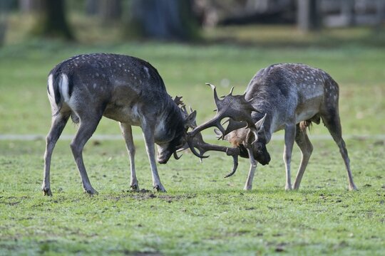Fallow deer (Dama dama), fighting, Lower Saxony, Germany