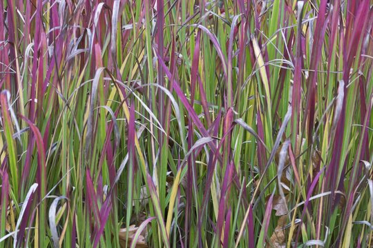Japanese blood grass (Imperata cylindrica Rubra), Hanover, Lower Saxony, Germany