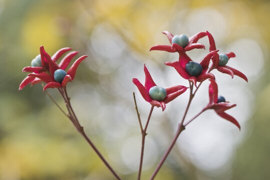 Loose tree (Clerodendron trichotomum), fruits, Hanover, Lower Saxony, Germany