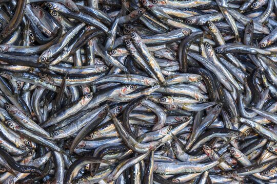 Raw fish at a stall, fish market, central market, Athens, Greece