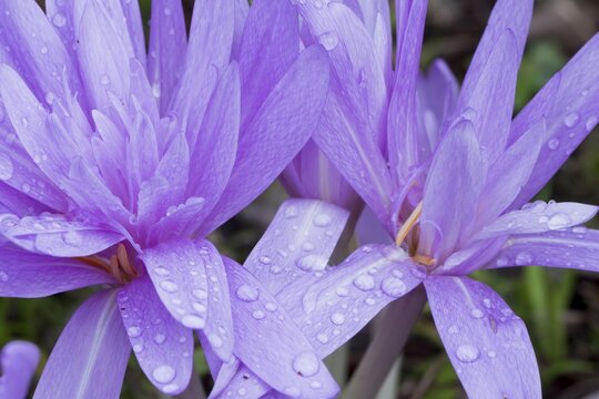 Autumn crocus (Colchicum speciosum Waterlily), Emsland, Lower Saxony, Germany