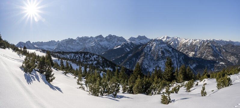 Mountain pines in the snow, ski tour to Schafreuter, view of snowy mountain panorama, Karwendel, Tyrol, Austria
