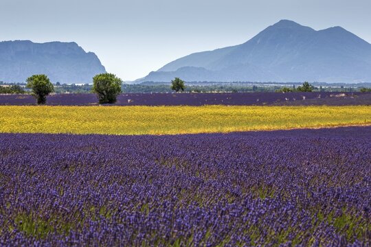 Field with yellow yarrow (Eriophyllum confertiflorum) and true common lavender (Lavandula angustifolia), Puimoisson, Plateau de Valensole, Provence, Provence-Alpes-Cote d Azur, Southern France, France