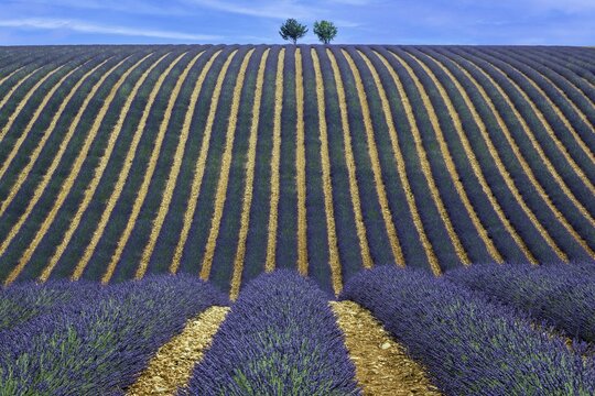 Two trees in an undulating lavender field, flowering true lavender (Lavandula angustifolia), D56, between Valensole and Puimoisson, Plateau de Valensole, Provence, Provence-Alpes-Cote d Azur, South of France, France