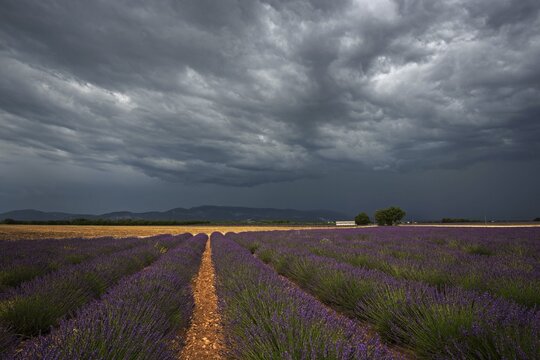 Lavender (Lavandula angustifolia) field, flowering real lavender, thunderstorm atmosphere, thunderclouds, near Puimoisson, Provence, Provence-Alpes-Cote d Azur, South of France, France