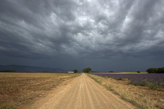 Gravel road through lavender field, flowering true lavender (Lavandula angustifolia), thunderstorm atmosphere, storm clouds, near Puimoisson, Provence, Provence-Alpes-Cote d Azur, South of France, France