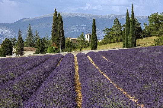 Lavender field, flowering true lavender (Lavandula angustifolia), Roumoules, Plateau de Valensole, Provence, Provence-Alpes-Cote d Azur, South of France, France