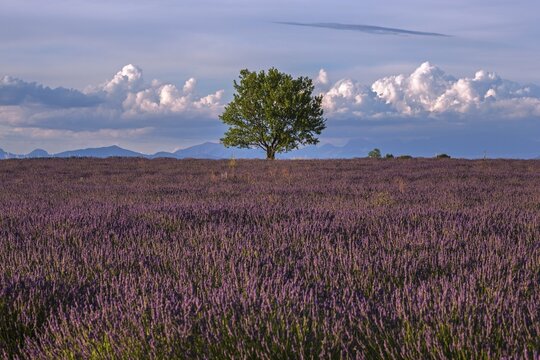 Tree in a lavender field, flowering true lavender (Lavandula angustifolia), evening light, near Valensole, evening light, Provence, Provence-Alpes-Cote d Azur, South of France, France