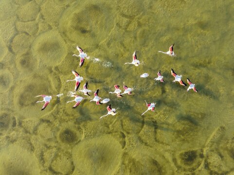 Greater Flamingo (Phoenicopterus roseus), taking off at the shallow lagoon Salinas de Cerrillos with its conspicuous patterns at the bottom, aerial view, drone shot, Almer&iacute;a province, Andalusia, Spain