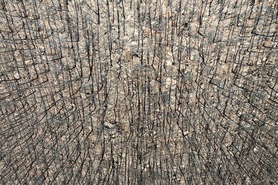 Burned Stone or Umbrella Pines (Pinus pinea) after a forest fire, aerial view, drone shot, Sierra Bermeja, M&aacute;laga Province, Andalusia, Spain