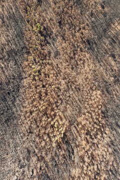 Burned Stone or Umbrella Pines (Pinus pinea) after a forest fire, aerial view, drone shot, Sierra Bermeja, M&aacute;laga Province, Andalusia, Spain