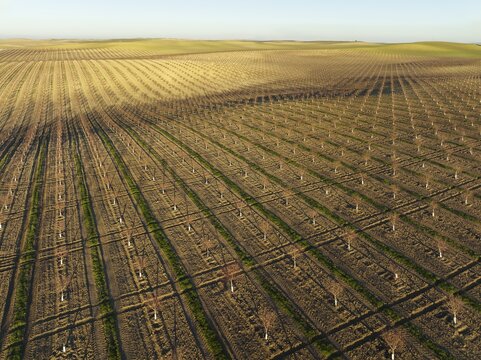 Cultivated young Almond Trees (Prunus dulcis) in the Campi&ntilde;a Cordobesa, the fertile rural area south of the town of C&oacute;rdoba, aerial view, drone shot, C&oacute;rdoba province, Andalusia, Spain