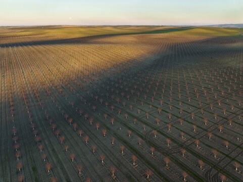 Cultivated young Almond Trees (Prunus dulcis) in the Campi&ntilde;a Cordobesa, the fertile rural area south of the town of C&oacute;rdoba. in the evening with full moon, aerial view, drone shot, C&oacute;rdoba province, Andalusia, Spain