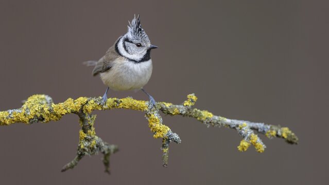 Crested Tit (Lophophanes cristatus), on a branch covered with yellow lichen, Biosphere Reserve, Swabian Alb, Baden-W&uuml;rttemberg, Germany