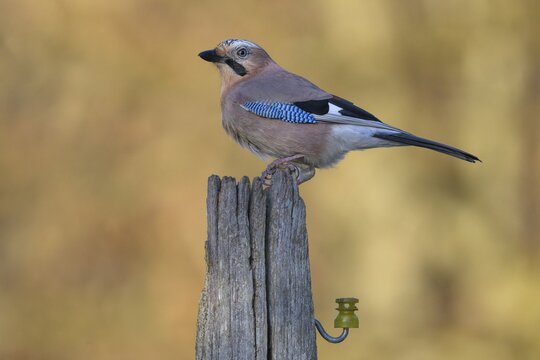 Eurasian jay (Garrulus glandarius), on pasture pole, biosphere area, Swabian Alb, Baden-W&uuml;rttemberg, Germany