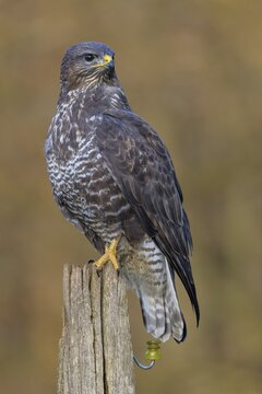 Common steppe buzzard (Buteo buteo), dark morph on pasture pole, biosphere reserve, Swabian Alb, Baden-W&uuml;rttemberg, Germany