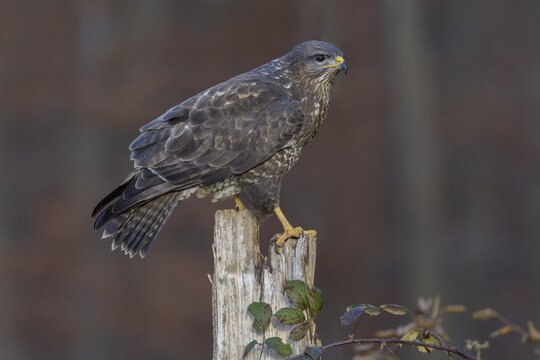 Common steppe buzzard (Buteo buteo), dark morph on pasture pole, biosphere reserve, Swabian Alb, Baden-W&uuml;rttemberg, Germany