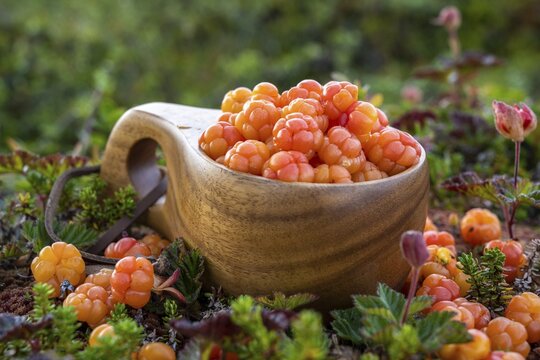 Cloudberries (Rubus chamaemorus) in a wooden cup, Finnmark, Lapland, Alta, Norway