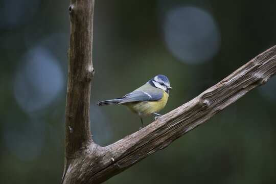 Blue Tit (Parus caerulea), Emsland, Lower Saxony, Germany