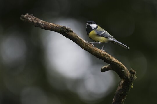 Great Tit (Parus major), Emsland, Lower Saxony, Germany