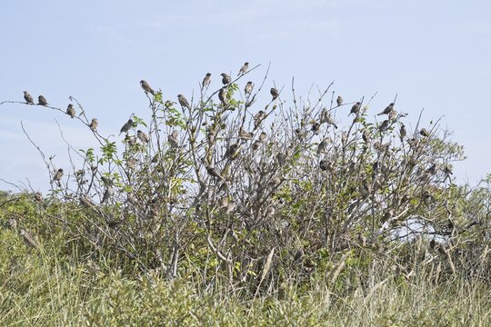 House sparrows (Passer domesticus), flock in elder bush, Langeoog, Lower Saxony, Germany