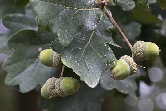 English oak (Quercus robur), Emsland, Lower Saxony, Germany
