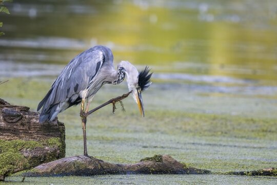 Grey heron (Ardea cinerea) scratching itself, Hesse, Germany
