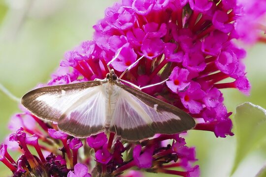 Box tree moth (Cydalima perspectalis) on butterfly-bush (Buddleja davidii), Hesse, Germany