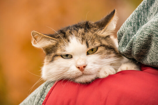A hilarious portrait of a domestic cat with a very expressive, annoyed facial expression. This funny pet seems to be judging everyone with its grumpy look and flattened ears.