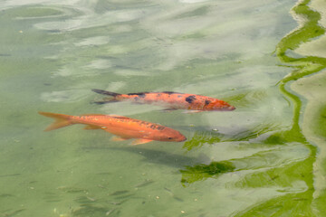 Red and White Koi Fish Swimming in Clear Pond