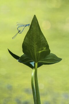 Mating wheel of the blue damselfly (Platycnemis pennipes), male and female, on leaf of arrowhead (Sigittaria sigittifolia), Hesse, Germany
